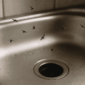 drain-flies-1024x683